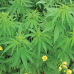 For the first time hemp growers may be able to legally harvest parts of the plant for nutraceutical use.