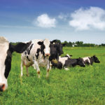 New feed sources and better farming practices have resulted in Canadian
dairy production having one of the lowest carbon footprints in the world.