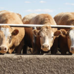 Livestock producers are midway through their winter feeding season after months of concern over their forage and feed supplies.