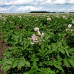 Manitoba typically produces approximately 22 million cwt of potatoes each year.