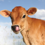 Adding spring into the extended grazing equation