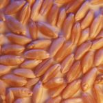 It's not an easy time for durum growers currently as durum prices are well below the cost of production.