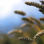 Some farmers say the current system of paying a royalty to variety developers when they buy certified seed is sufficient.