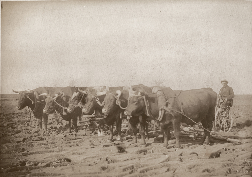 While the exact time of the year this photo was taken is unknown, according to Seager Wheeler, if the backsetting process was to be done properly, the shallow first plowing should take place in May or early June with the deeper second plowing taking place before early July. The timing of these operations should, in theory, result in sufficient soil moisture to rot the turned-down vegetation. While Seager Wheeler is advising that the farmer needs to take care that the sod produced by the first plowing lays flat, this is a lot easier said than done. As can be seen here, the first plowing, which can be seen in the foreground of the photo, did not quite result in the sod laying flat. There are places visible where the vegetation being turned over was sufficiently tall enough that it prevented the sod from laying over completely as the vegetation when turning fell onto the previously turned sod.