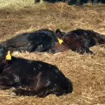 Producers hope calves are born healthy.