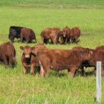 Over 1,000 species, including mammals, birds, amphibians and plant species, many of which can’t exist in any other type of habitat, make their homes on Canadian rangelands particularly livestock grazing operations.