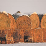 Manitoba Beef Producers wants to make in-field baled hay eligible for MASC’s Wildlife Damage Compensation Program.