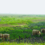 Livestock and forage producers are once again beneficiaries of provincial funding priorities.