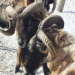 Their Blackbelly sheep have horns much like the bighorn sheep in the Rockies.