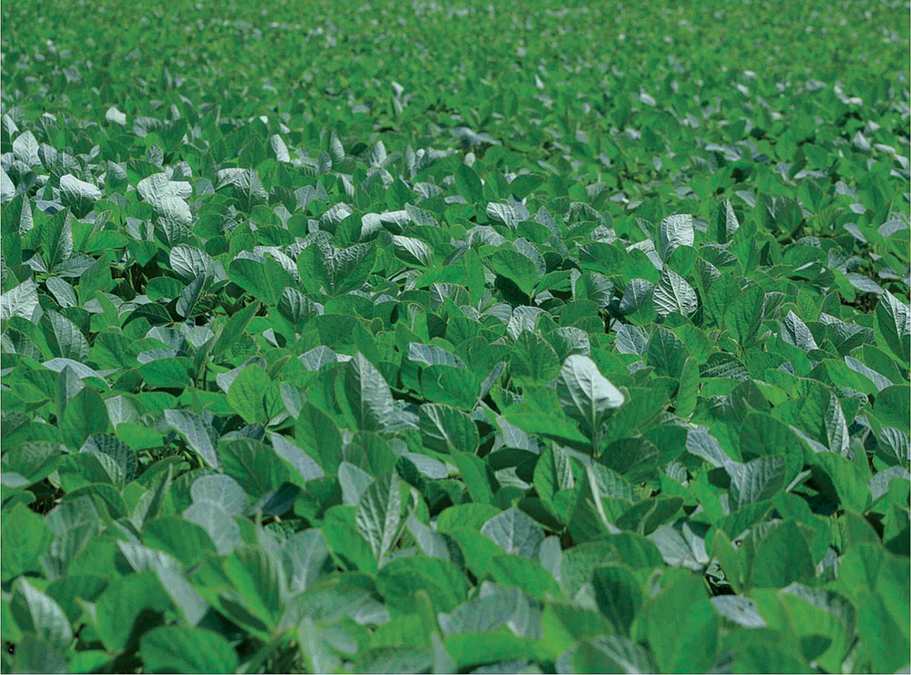 Soybeans are among a small handful of crops that are dominating global agriculture, and that’s not a good development for sustainable agriculture, says U of T environmental scientist Adam Martin.