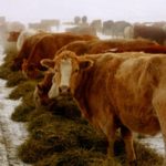 Winter weather drags on Manitoba cattle auction action
