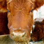 A strong dollar is putting pressure on the price of feeder cattle.