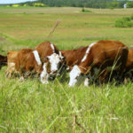 Manitoba Beef Producers celebrating 40th year