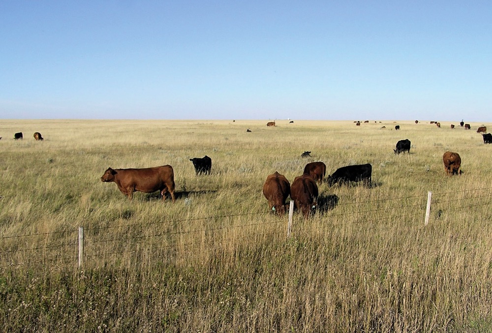 Some producers are worried of the financial impact to their operations once the province releases their new Crown lands regulations.