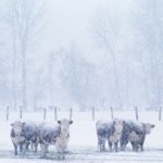 Demand and prices up beyond expectations at cattle sales