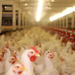 The poultry working group aims to “focus on both mitigation strategies to fully and fairly support farmers and processors...”