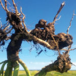 Root galls are the only way to know if a dead patch in your canola field is clubroot.