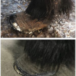Internal metabolic distress of horses is recorded in their hoof growth as abnormal “rings.” These rings are testimony to the ongoing episodes of laminitis or founder. The signature rings are evident in both the pre- and post-trim pictures of this hoof.
