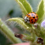 Lady beetle making a meal out of aphids.