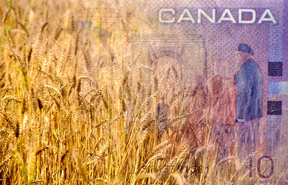 Wheat and Canadian Money or dollar or currency in double exposure shot, concept for earnings or spend in Agriculture