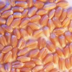 Average (CWRS) prices ranged from about $239 per tonne in western Manitoba to as high as $265 in southern Alberta.