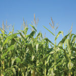 Manitoba growers havenât yet voted with their acres when it comes to accepting corn as a major crop in the province, â¨despite some modest growth.