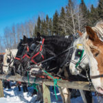 A line of draft horses take a well deserved rest after reaching the meeting point near the Sugar Loaf Hills in the park.