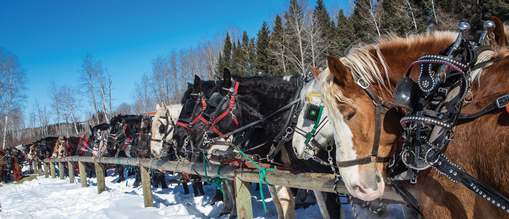 A line of draft horses take a well deserved rest after reaching the meeting point near the Sugar Loaf Hills in the park.