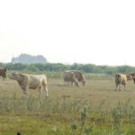 Producers may want to have a ‘sacrificial’ pasture for early turnout, realizing that will put it in poor condition for the rest of the year.