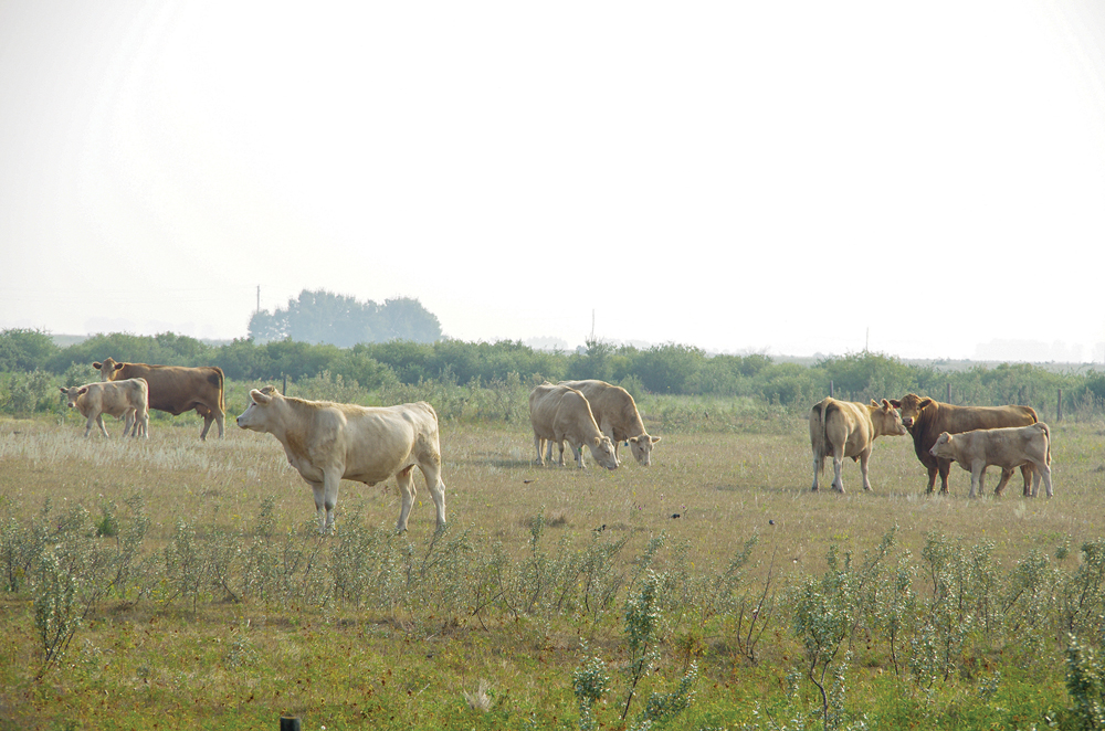Producers may want to have a ‘sacrificial’ pasture for early turnout, realizing that will put it in poor condition for the rest of the year.