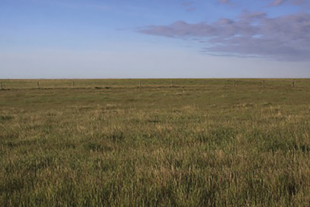A site like the huge tract of native mixed-grass prairie of the Ellice-Archie Spy Hill community pastures is a rare sight nowadays, says a spokesman for the Manitoba Important Bird Areas Program.