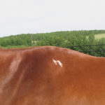 The white scar on this horse’s hair coat along its withers is an indication that the horse wore an ill-fitting saddle at one time. Undoubtedly the horse experienced some type of physical discomfort from the damaging pressure while wearing the saddle and carrying a rider.