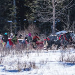Clint Marzoff of Inglis leads his team of Percherons back to the northern starting point south of Grandview. Marzoff has helped organize the event for the past 22 years.