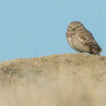 Burrowing owl.
