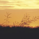 Political unease with China is creating a lot of uncertainty in canola markets.