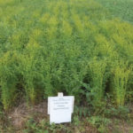 Lana Shaw is asking for producers to give $200 to “adopt” one of 48 plots in her flax-fababean intercrop trials in Redvers, Sask., this year.