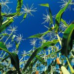 Corn has recently been under pressure from big crop pegs out of South America and chart-based selling, as well as general uncertainty in the markets over the future of U.S.-China trade.