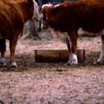 Much of Western Canada is deficient in selenium so it must be supplemented.