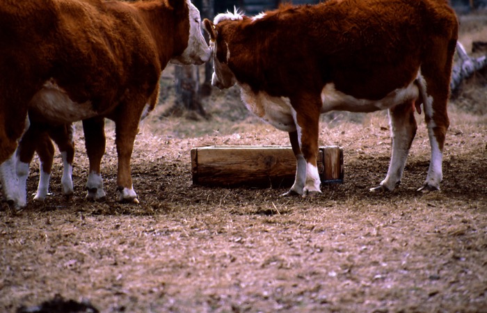 Much of Western Canada is deficient in selenium so it must be supplemented.