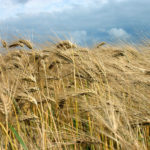 (CPSR) prices ranged from $210 per tonne in southeastern Saskatchewan to $225 per tonne in southern Alberta.