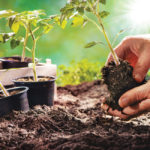 This time of year many of us can’t wait for the chance to grow some of our own food.