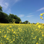 “Not only do they (China) have shrinking demand for international grains and oilseeds because
of their hog industry, they’re supposed to buy more stuff from the U.S. It’s another convenience that might drive them in the direction of protectionism.” – Richard Gray