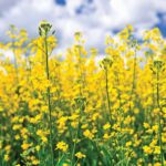 Since GM canola was first grown in 1996, numerous ‘escapes’ of all kinds of GM products have been observed.
