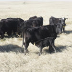 A nursing cow needs to have enough nutritional value to share the wealth with her calf.