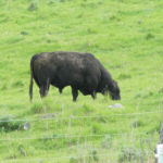 Hair loss in the neck, across the shoulders and withers, and in the udder area is an indication that cattle have lice.