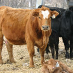 Pens full of healthy cows and calves are a welcoming sight for local cattle producers.
