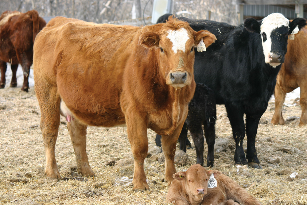 Pens full of healthy cows and calves are a welcoming sight for local cattle producers.