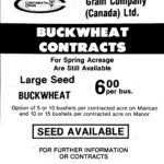 When buckwheat acres were abundant