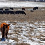 With the codes of practice, which have a heavy focus on animal welfare, many positive changes have been initiated in the livestock sector.