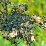 Clubroot affects all cruciferous plants – not just canola (seen here) – which includes brassica oilseeds such as mustard.